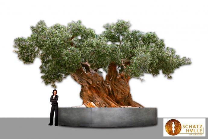 Olivenbaum XXL, H 6m x B 10m, Original nachempfunden/echt wirkend